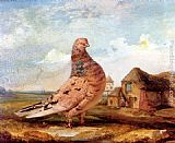 A Fancy Pigeon by James Ward